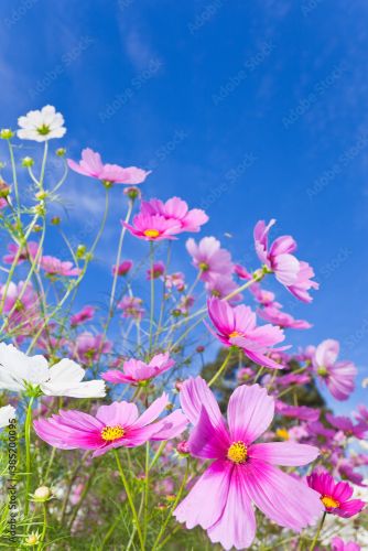 青空とピンクのコスモス Behangcirkel