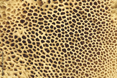 Bone Structure Bone Tissue Close Up Osteoporosis Wandkleed