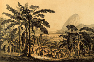 Jungle illustraties