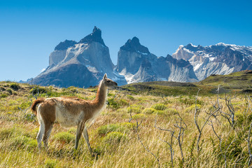 Torres del paine