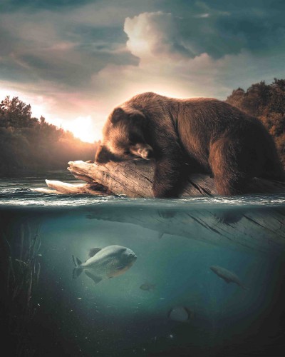 Bear Floating © Zenzdesign
