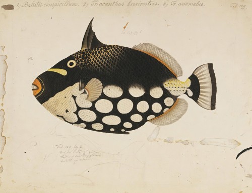 Black Fish