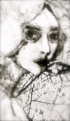 Black&White lily © RAR Kramer
