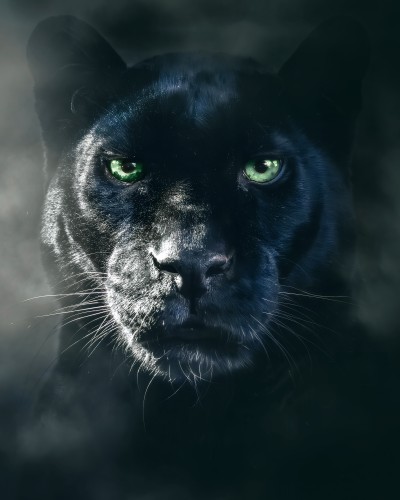 BlackPanther © Zenja Gammer