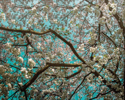 Bloesemboom in ode aan van Gogh © Sander van Laar