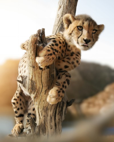 CheetahCub © Zenja Gammer