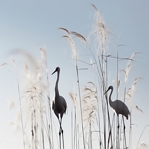 cranes 2 © Liv Jongman