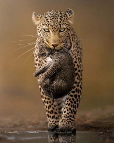 CubCarrier © Zenja Gammer