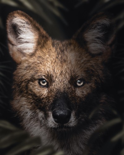 Dhole © Zenja Gammer