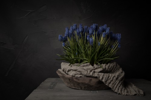 Donker stilleven met blauwe druifjes in houten schaal (horizontaal) © Mayra Fotografie