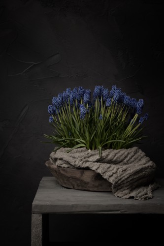 Donker stilleven met blauwe druifjes in houten schaal (verticaal) © Mayra Fotografie