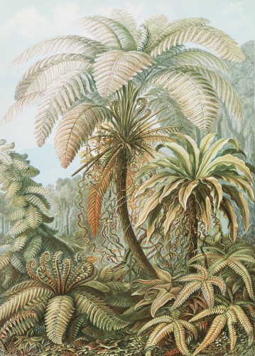 Filicinae–Laubfarne from Kunstformen der Natur 1904 by Ernst Haeckel