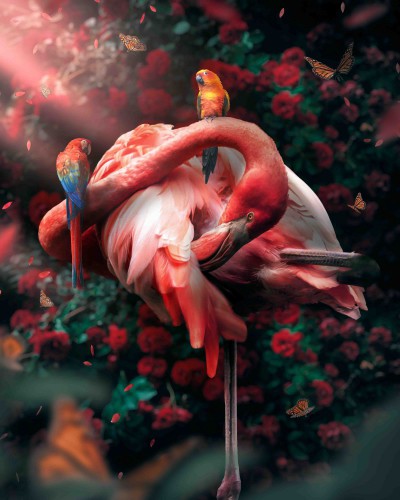 Flamingo Funky © Zenzdesign