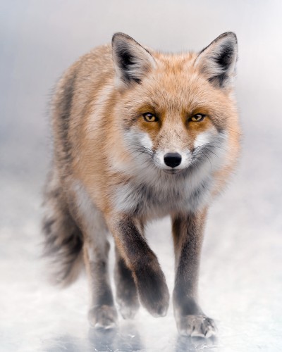 FoxHunter © Zenja Gammer