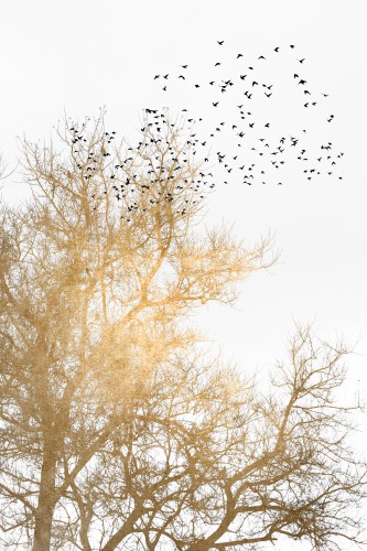Golden Skies © KUBISTIKA