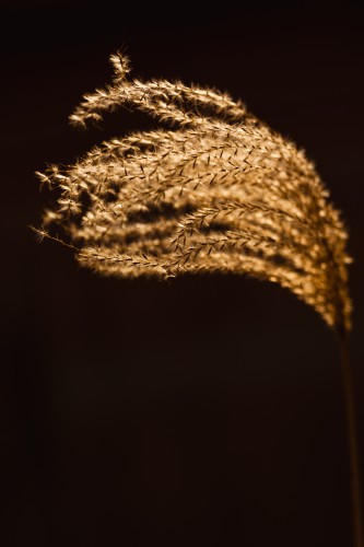 Goud zonlicht op siergras pluim © Mayra Fotografie