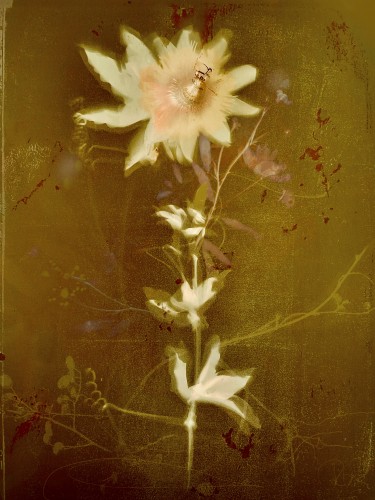 Green velvet © RAR Kramer