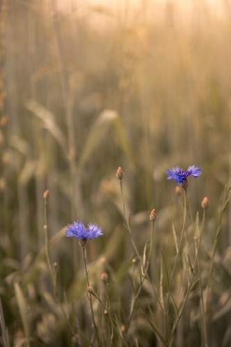 Korenbloemen in een zonnig graanveld © Mayra Pama