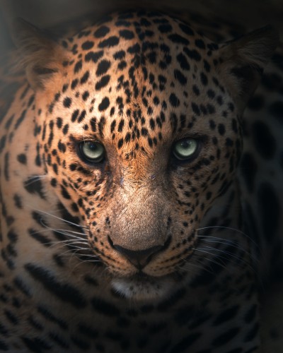 Leopard © Zenja Gammer