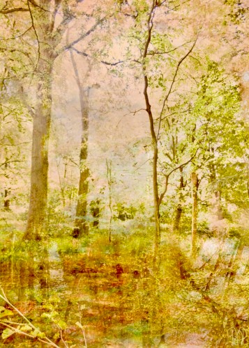 Lily of the Valley © RAR Kramer