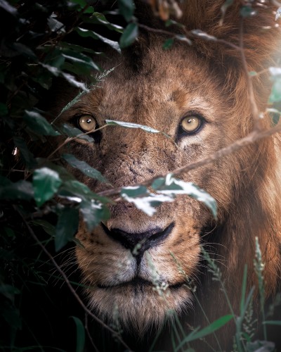 Lion © Zenja Gammer