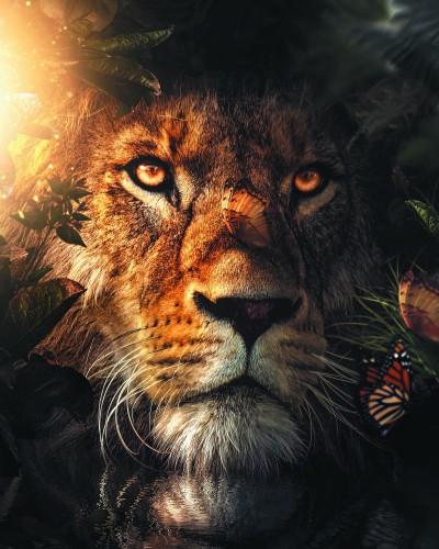 Lion Hiding © Zenzdesign
