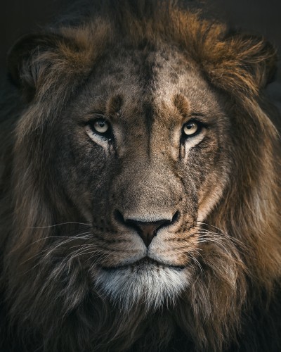 LionMane © Zenja Gammer