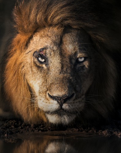 LionReflection © Zenja Gammer