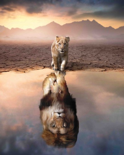 Lion Reflection © Zenzdesign