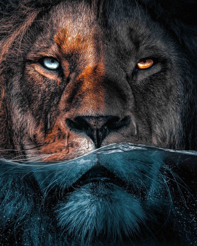 Lion Underwater © Zenzdesign