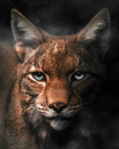 Lynx © Zenja Gammer
