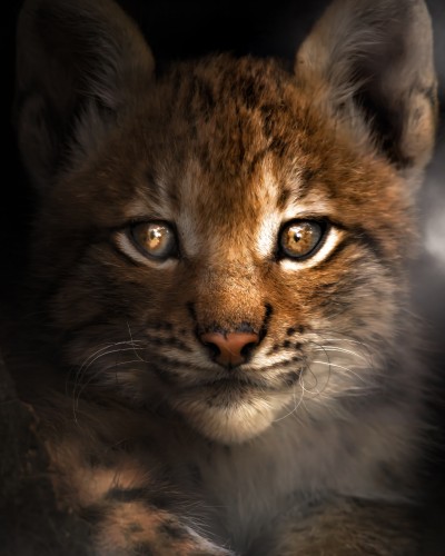 LynxCub © Zenja Gammer