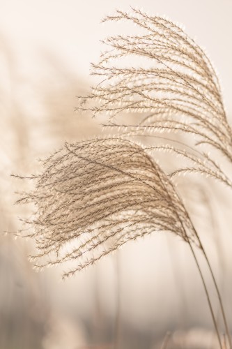 Natuurlijk stilleven met siergras pluimen in zacht ochtend licht © Mayra Fotografie