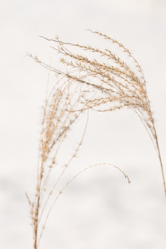 Natuurlijk stilleven met twee siergras pluimen © Mayra Fotografie