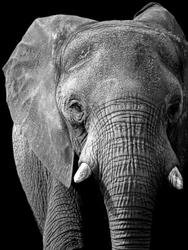 Olifant © Liv Jongman
