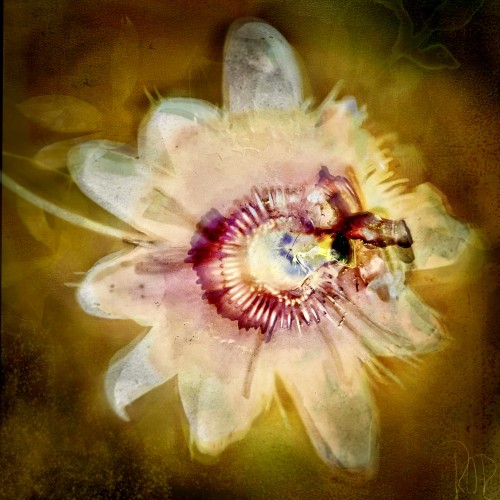 Passion flower © RAR Kramer