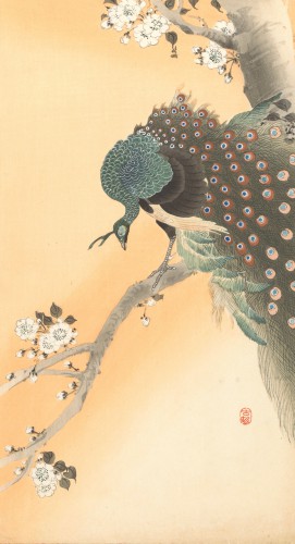 Pauw in kersenboom, Ohara Koson, 1900 - 1930