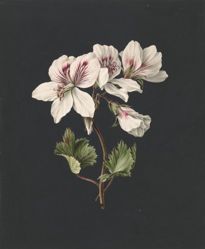 Pelargonium album bicolor, M. de Gijselaar, 1830