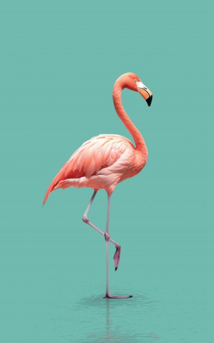 Pink Flamingo © Color Square