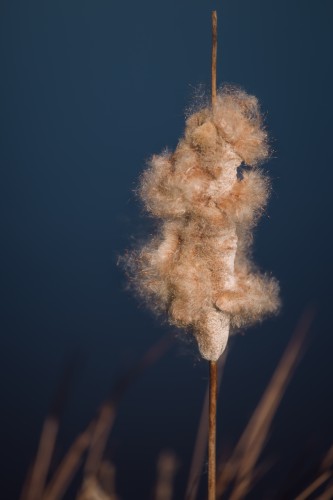 Pluizige lisdodde afstekend tegen indigo blauw water © Mayra Fotografie