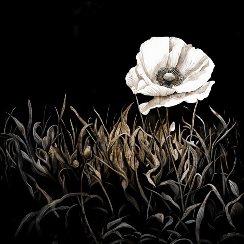 Poppy op papier © Ellenilli