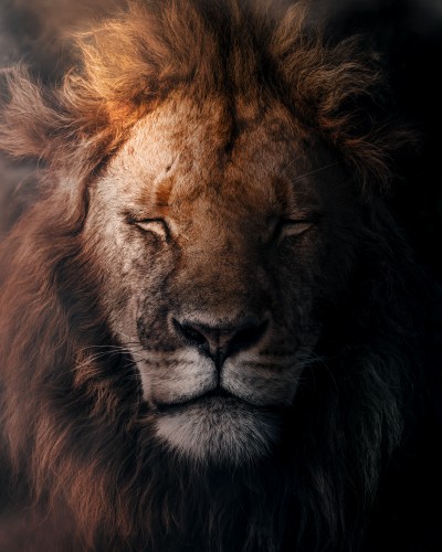 RestfulRoyalty © Zenja Gammer