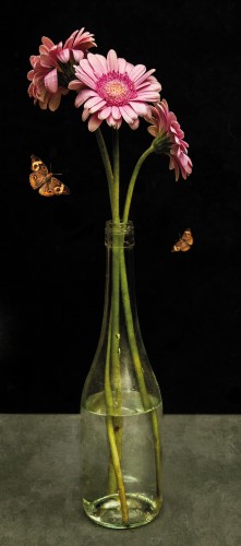 Royal Gerbera © Sander van Laar