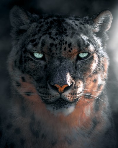 SnowLeopard © Zenja Gammer