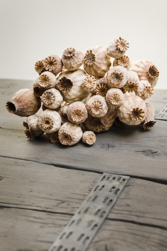 Stilleven met gedroogde papaverbollen © Mayra Fotografie