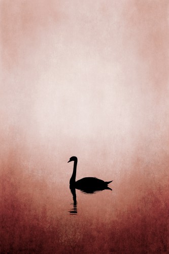 The Swan © KUBISTIKA