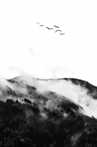 The Wilderness © KUBISTIKA
