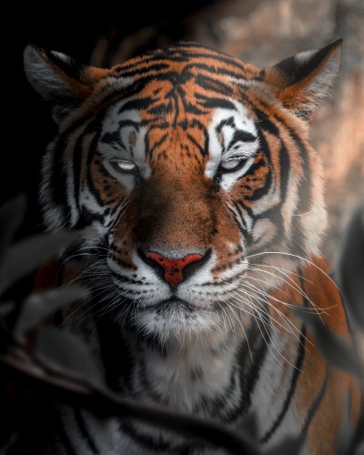 TigerDark © Zenja Gammer