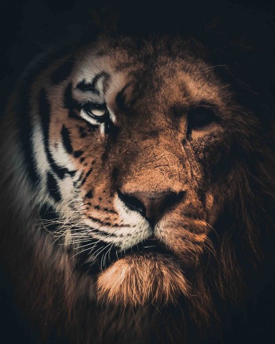 Tiger Lion © Zenzdesign