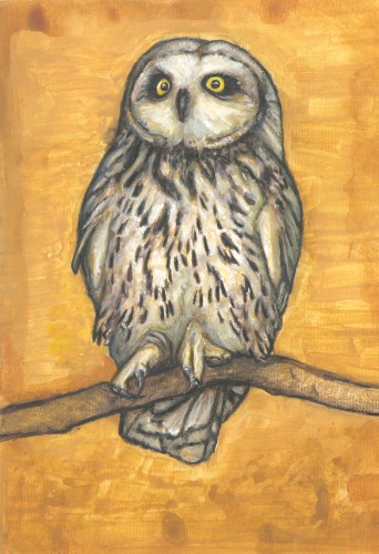 Velduil © Tanja Koelemij